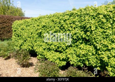 Haie verte de champ d'érable nain Acer campestre 'Nanum' taillé dans un jardin de printemps Banque D'Images