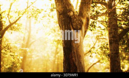 Rayons du soleil dans une forêt brumeuse en automne Banque D'Images