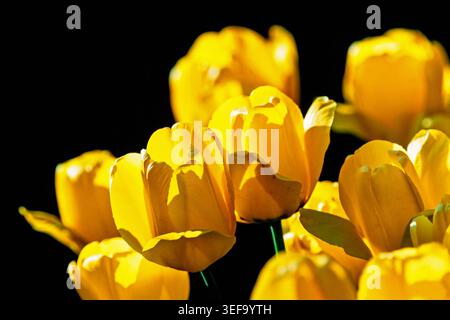 Gros plan sur de belles tulipes au soleil à un parterre de fleurs Banque D'Images