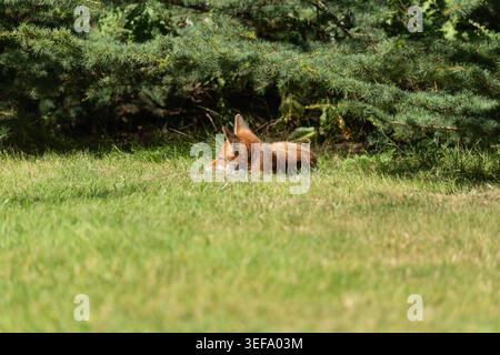 Renard roux Vulpes vulpes reposant sous un conifère sur l'herbe, Greenwich Park, Londres Banque D'Images