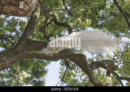 Weisser Pfau, Pavo cristatus mut. alba - Pavo cristatus mut. alba, connu sous le nom de peafowl indien, peafowl blanc, peafowl, peafowl commun, peafowl indien Banque D'Images