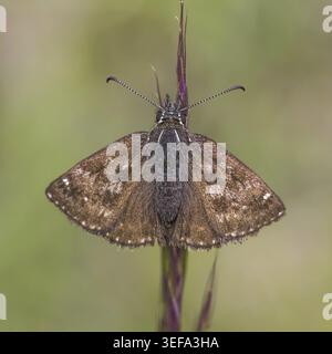 Erynnis tages, Dunkler Dickkopffalter, Leguminosen-Dickkopffalter, Kronwicken-Dickkopffalter - Erynnis tages, connu sous le nom de skipper dingy Banque D'Images