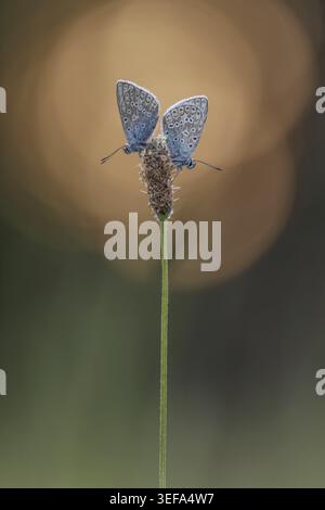Polyommatus icarus, Hauhechel-Blaeuling (Maennchen), Gemeiner Blaeuling - Polyommatus icarus (papillon mâle) connu sous le nom de papillon bleu commun, commun b Banque D'Images