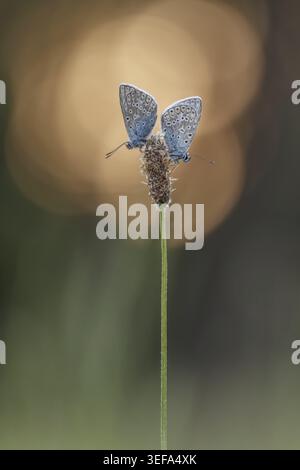 Polyommatus icarus, Hauhechel-Blaeuling (Maennchen), Gemeiner Blaeuling - Polyommatus icarus (papillon mâle) connu sous le nom de papillon bleu commun, commun b Banque D'Images