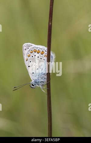 Polyommatus icarus, Hauhechel-Blaeuling (Maennchen), Gemeiner Blaeuling - Polyommatus icarus (papillon mâle) connu sous le nom de papillon bleu commun, commun b Banque D'Images