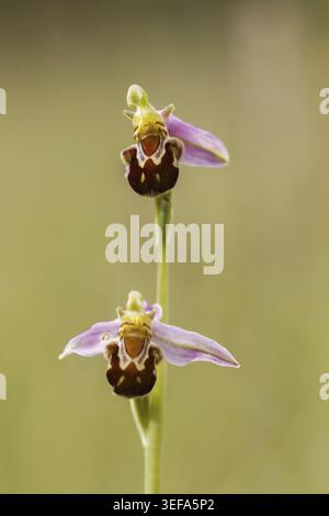 Ophrys apifera, Bienen-Ragwurz, Bienenenragwurz, Bienen-Orchis, Bienenenstaendel, Bienenstendel - Ophrys apifera, connue sous le nom d'orchidée d'abeille Banque D'Images