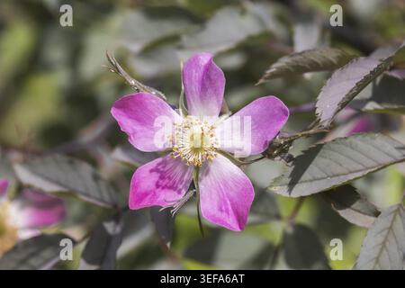 Rosa glauca, Rosa rubrique folia, Rotblaettrige Rose, Rotblatt-Rose - Rosa glauca, Rosa rubrique folia, connue sous le nom de rose à feuilles rouges, rose à feuilles rouges Banque D'Images