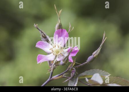 Rosa glauca, Rosa rubrique folia, Rotblaettrige Rose, Rotblatt-Rose - Rosa glauca, Rosa rubrique folia, connue sous le nom de rose à feuilles rouges, rose à feuilles rouges Banque D'Images