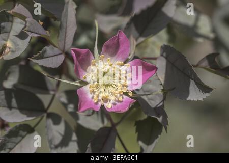 Rosa glauca, Rosa rubrique folia, Rotblaettrige Rose, Rotblatt-Rose - Rosa glauca, Rosa rubrique folia, connue sous le nom de rose à feuilles rouges, rose à feuilles rouges Banque D'Images
