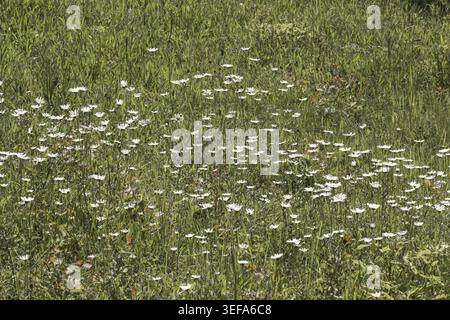 Leucanthemum vulgare, Magerwiesen-Margerite, Wiesen-Margerite, Wiesen-Wucherblume, Margerite (Margeritenwiese im Juni - Leucanthemum vulgare, connue sous le nom de Margeritenwiese im Juni - Leucanthemum vulgare) Banque D'Images