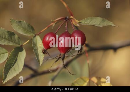 Rosa glauca, Rosa rubrique folia, Rotblaettrige Rose, Rotblatt-Rose, Hagebutten - Rosa glauca, Rosa rubrique folia, connue sous le nom de Red-Leaved Rose, Redleaf Rose Wit Banque D'Images
