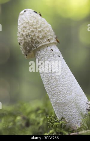 Phallus attadicus, Gemeine Stinkmorchel, Hexenei, Aasmorchel - Phallus attadicus, connu sous le nom de Stinkhorn, Stinkhorn sans shampoings Banque D'Images