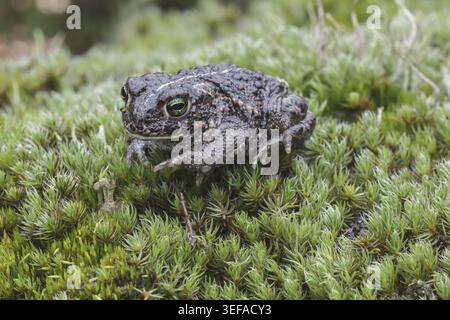 Epidalea calamita, Kreuzkroete (syn. Bufo calamita) - Epidalea calamita, syn. Bufo calamita, connu sous le nom de Natterjack crapaud, courant le crapaud Banque D'Images