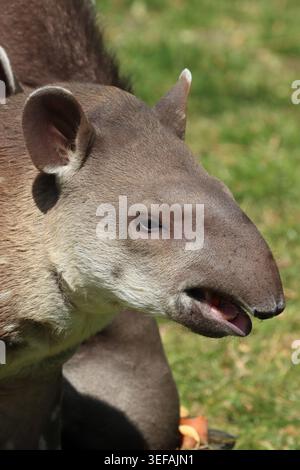 Veau de 10 semaines, brésilien tapir, zoo de Linton, Linton, Cambridgeshire Banque D'Images