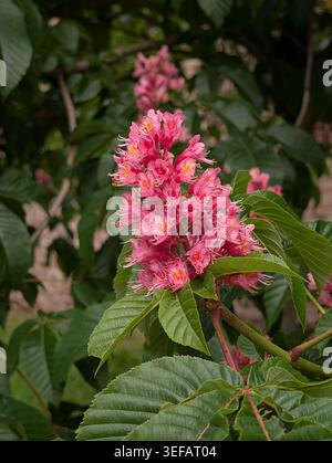 Grappe de fleurs roses sur feuilles brillantes, gros plan Capture montrant des pétales superposés, des veines texturées, lumière du jour chaude, Bokeh de fond doux, Botanique serein M Banque D'Images