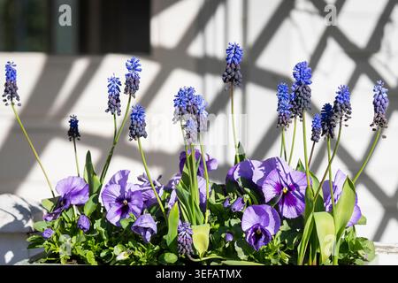 Des pansies violettes et des jacinthes de raisin en fleurs dans un jardinier de printemps illuminé par la lumière du soleil et des ombres spectaculaires. Banque D'Images