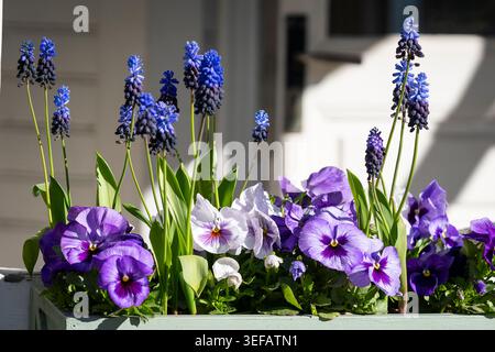 Des pansies violettes et des jacinthes de raisin en fleurs dans un jardinier de printemps illuminé par la lumière du soleil et des ombres spectaculaires. Banque D'Images