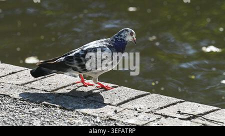 Un pigeon sauvage ( Columba Livia domestica ) à Queens Park étang à Brighton , Sussex , Royaume-Uni 2026 Banque D'Images