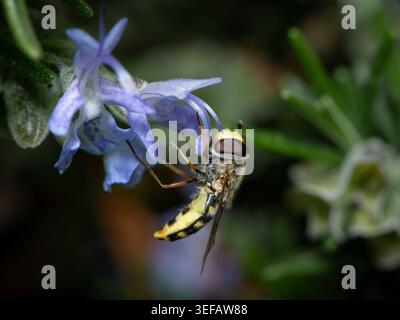 Vue de face d'un petit hoverfly reposant sur une feuille dentelée verte Portrait de face d'un petit hoverfly Syrphidae avec corps bagué et grand composé Banque D'Images