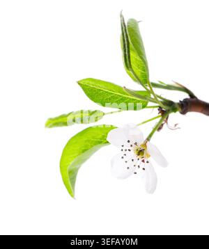 Fleurs de poire isolées sur fond blanc. Branche de poire fleurie avec fleurs blanches et feuilles vertes au printemps. Masque Banque D'Images