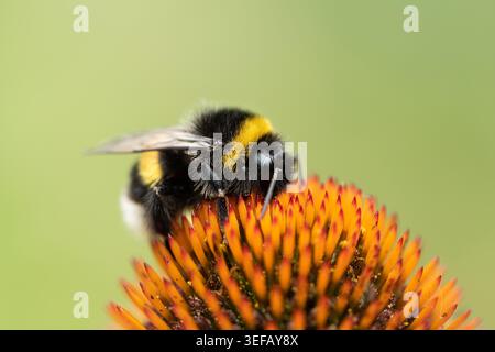 Un gros bourdon Bombus terrestris à queue polie avec une bande jaune se nourrit du cône orange épinglé d'une Echinacea à coneflower pourpre en été. Banque D'Images