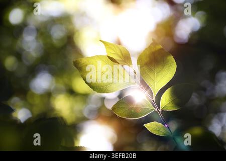 Le bokeh de la lumière du soleil filtrant doucement à travers les arbres de la forêt et la lumière du soleil brillante à travers les feuilles, un beau fond naturel. Banque D'Images
