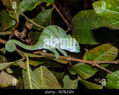 Le caméléon juvénile de Parsons repose sur une branche entourée de feuilles dans la forêt de Madagascar Banque D'Images