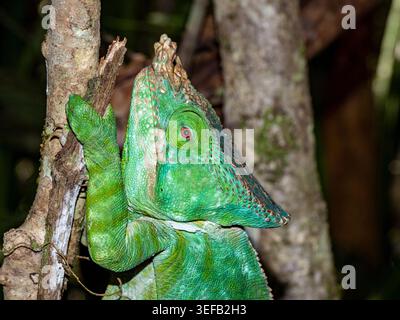 Caméléon Parsons reposant sur une branche dans la forêt tropicale de Madagascar Banque D'Images