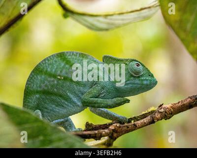 Caméléon juvénile de Parsons Calumma parsonii Crustifer reposant sur une branche à Madagascar Banque D'Images
