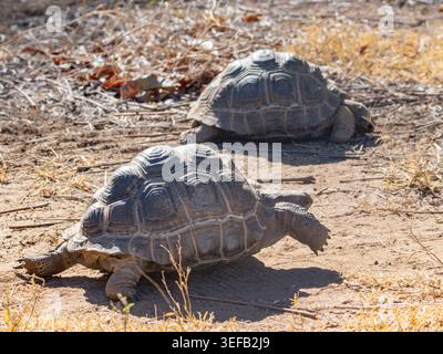 Les tortues géantes juvéniles d'Aldabra se déplacent lentement à travers le sol sec de la réserve privée d'Anjajavy à Madagascar pendant les heures de jour Banque D'Images