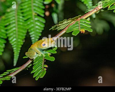 Grenouille aux yeux vifs Boophis viridis repérée lors d’une promenade nocturne dans les forêts tropicales de Madagascar observant ses environs sur une branche Banque D'Images