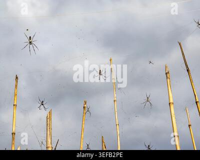 Les tisserands orbes dorés à pattes rouges filent des toiles haut parmi les bambous dans l'habitat naturel de Madagascar Banque D'Images