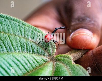 Giraffe weevil climbs on a leaf held by a hand to show its unique shape and color in Madagascar's Ranomafana National Park Banque D'Images