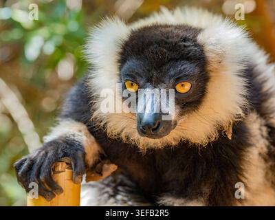Lémurien noir et blanc froissé Varecia variegata reposant avec une perche de bambou dans le parc des lémuriens à Madagascar Banque D'Images