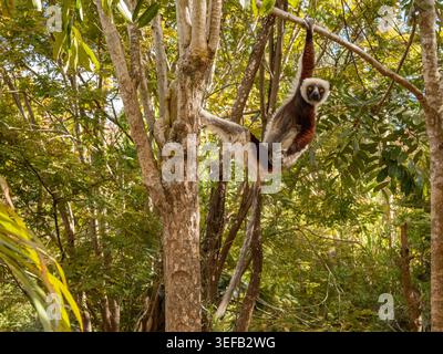 Coquerels sifaka est suspendu à un arbre dans un parc à Madagascar Banque D'Images