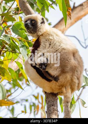 Mère Coquerels sifaka porte son bébé tout en se reposant dans un arbre à Madagascar Banque D'Images