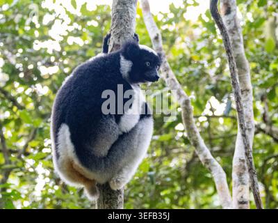 Indri indri se reposant ensemble dans un arbre à Andasibe, Madagascar pendant la journée Banque D'Images