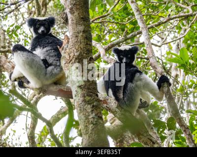 Indri indri se reposant dans les arbres pendant la journée dans la forêt tropicale de Madagascar près d'Andasibe Banque D'Images