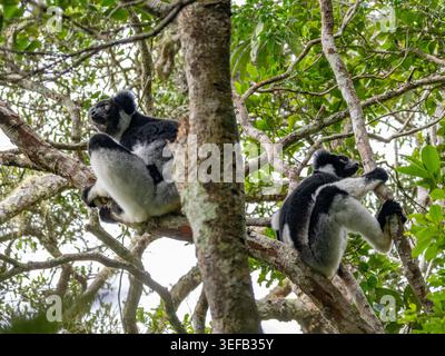 Paire d'indris reposant dans un arbre tout en profitant des environs à Madagascar Banque D'Images