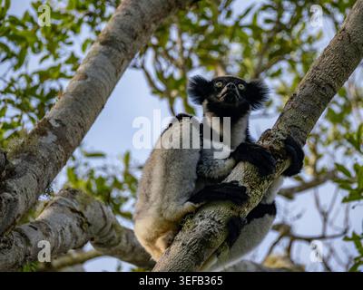 indri adulte reposant dans un arbre à Andasibe, Madagascar pendant la journée Banque D'Images