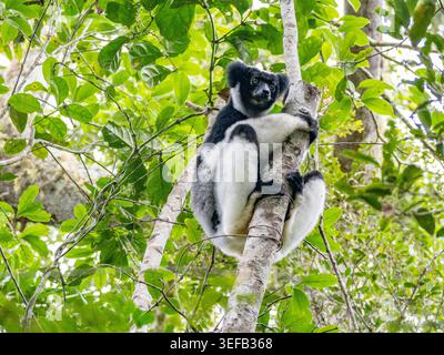 Indri indri repose sur une branche d'arbre à Madagascar entourée de verdure feuillue Banque D'Images