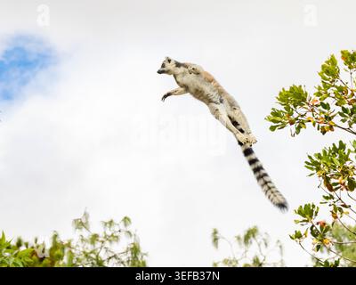 Le lémurien à queue annulaire saute entre les arbres du Lemur Park à Madagascar pendant la journée Banque D'Images