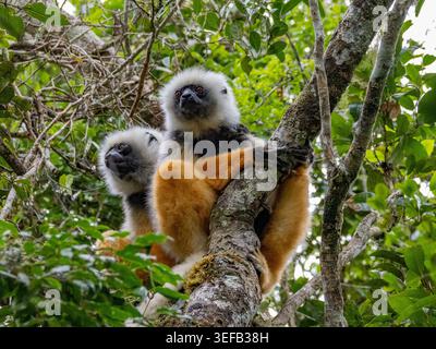 Sifaka adulte diadé se reposant dans un arbre à Madagascar pendant la journée Banque D'Images