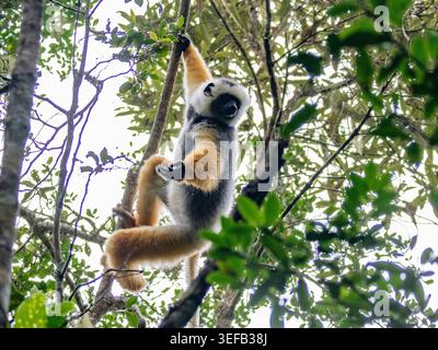 Un sifaka adulte diademed grimpe à un arbre à Madagascar tout en cherchant de la nourriture dans la canopée de la forêt Banque D'Images