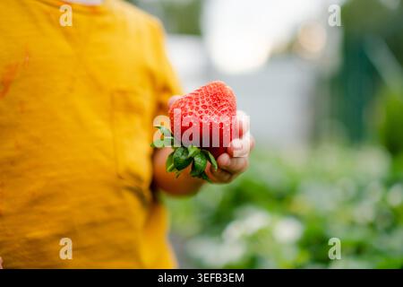 Un gros plan détaillé capture une fraise parfaite tenue dans une petite main d'enfant. contraste entre la baie rouge mûre et les petits doigts, symbolisant l'introduction d'une alimentation saine. Banque D'Images