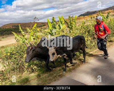 Zebu marchant le long d'une route avec un homme à Madagascar, représentant l'importance culturelle et la richesse parmi le peuple malgache Banque D'Images