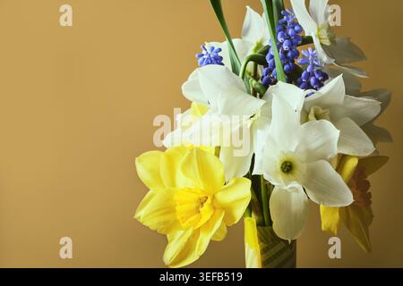 Fleurs de printemps fraîches, y compris jonquilles et muscari sur fond beige Banque D'Images