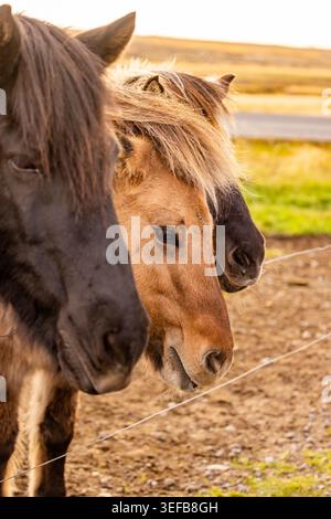 Trois chevaux islandais se sont alignés derrière une clôture en fil de fer mettant en valeur leurs profils solides et leurs mannes en couches en Islande Banque D'Images