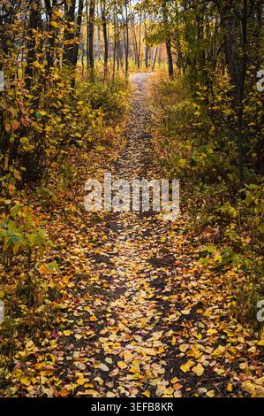 Les feuilles couvrent le chemin tandis que les couleurs d'automne remplissent les bois de la forêt boréale de l'Alberta Banque D'Images