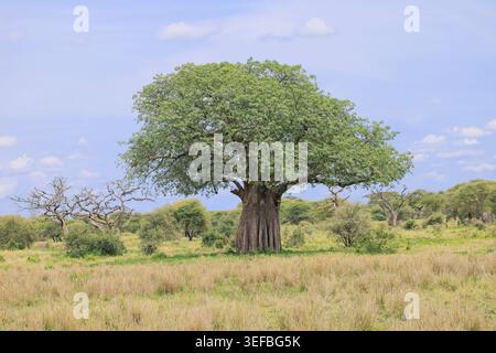 Paysages et nature du Serengeti en Tanzanie, Safari février 2026, comprend, Manyara, Tarangire, Serengeti, Ndutu et créateur Ngorongoro. Banque D'Images